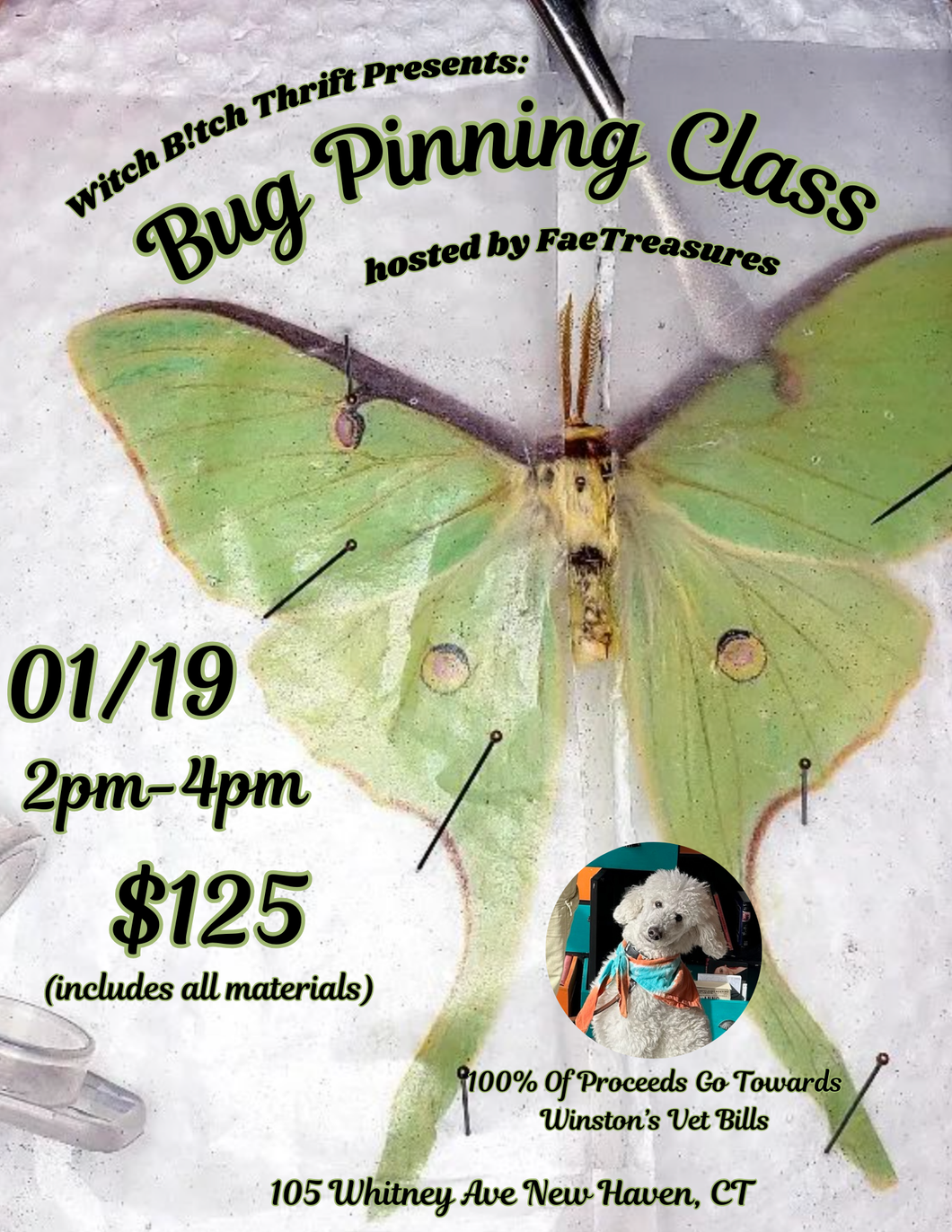 01/19 - Bug Pinning Course by Fae Treasures (Fundraiser for Winston's Vet Bills)